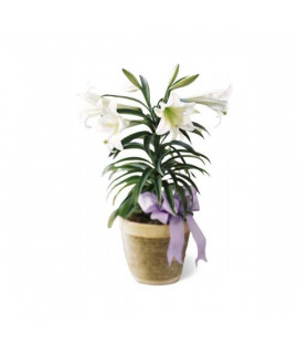 The Easter Lily Plant The Easter Lily Plant